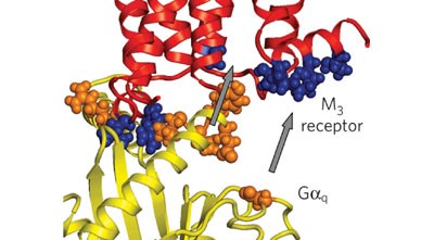 Structural basis of G protein–coupled receptor–G protein interactions