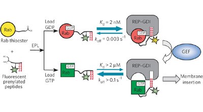 Membrane targeting mechanism of Rab GTPases elucidated by semisynthetic protein probes