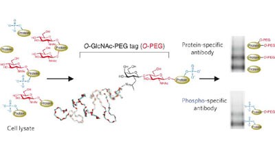 Quantification of O-glycosylation stoichiometry and dynamics using resolvable mass tags