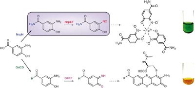 A copper-containing oxidase catalyzes C-nitrosation in nitrosobenzamide biosynthesis