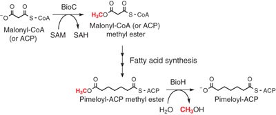 Biotin synthesis begins by hijacking the fatty acid synthetic pathway