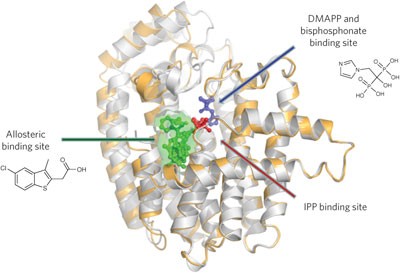 Allosteric non-bisphosphonate FPPS inhibitors identified by fragment-based discovery