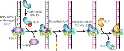 Methylation of FEN1 suppresses nearby phosphorylation and facilitates PCNA binding