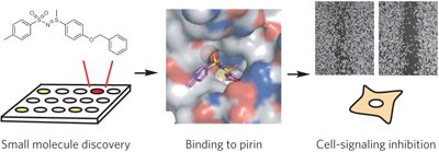 A small-molecule inhibitor shows that pirin regulates migration of melanoma cells