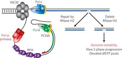 Genome instability due to ribonucleotide incorporation into DNA