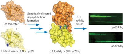 Engineered diubiquitin synthesis reveals Lys29-isopeptide specificity of an OTU deubiquitinase