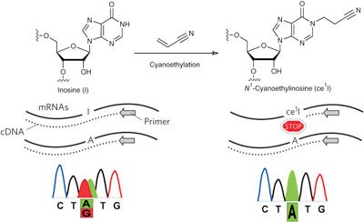 Inosine cyanoethylation identifies A-to-I RNA editing sites in the human transcriptome