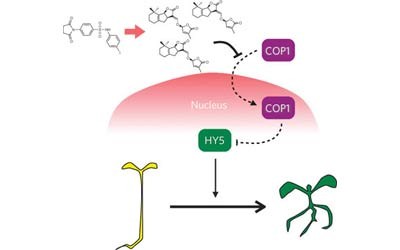 A small-molecule screen identifies new functions for the plant hormone strigolactone