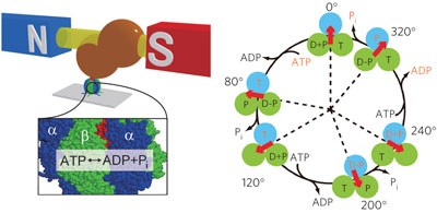 Phosphate release in F<sub>1</sub>-ATPase catalytic cycle follows ADP release