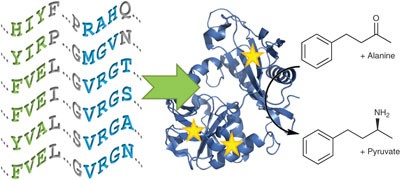 Rational assignment of key motifs for function guides <i>in silico</i> enzyme identification