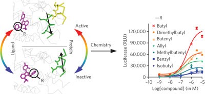 Coupling of receptor conformation and ligand orientation determine graded activity