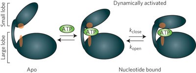 Dynamics connect substrate recognition to catalysis in protein kinase A