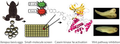 Small-molecule inhibition of Wnt signaling through activation of casein kinase 1α