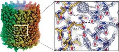 Microscopic rotary mechanism of ion translocation in the F<sub>o</sub> complex of ATP synthases