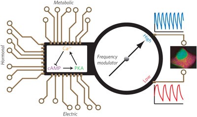 Signaling diversity of PKA achieved via a Ca<sup>2+</sup>-cAMP-PKA oscillatory circuit