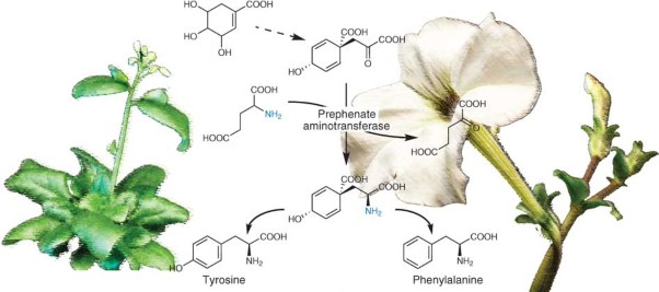 Prephenate aminotransferase directs plant phenylalanine biosynthesis via arogenate