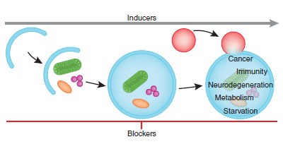 Chemical modulators of autophagy as biological probes and potential therapeutics