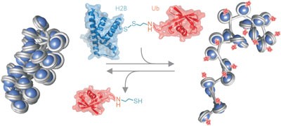 Histone H2B ubiquitylation disrupts local and higher-order chromatin compaction