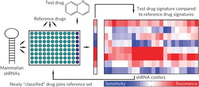 A mammalian functional-genetic approach to characterizing cancer therapeutics