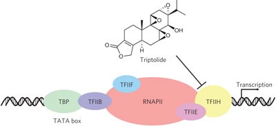 XPB, a subunit of TFIIH, is a target of the natural product triptolide