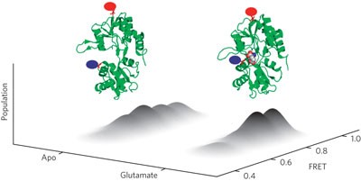 Structural landscape of isolated agonist-binding domains from single AMPA receptors