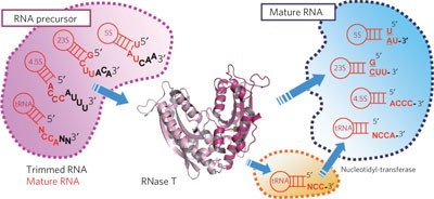 Structural basis for RNA trimming by RNase T in stable RNA 3′-end maturation