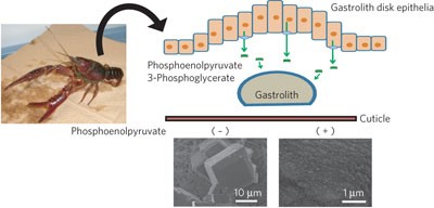Glycolytic intermediates induce amorphous calcium carbonate formation in crustaceans