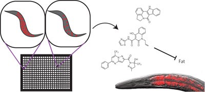 A whole-organism screen identifies new regulators of fat storage