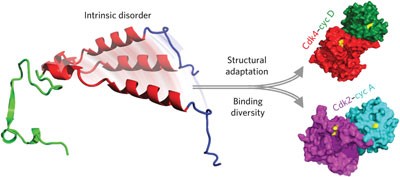 Intrinsic disorder mediates the diverse regulatory functions of the Cdk inhibitor p21