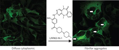 Characterization of a selective inhibitor of the Parkinson's disease kinase LRRK2