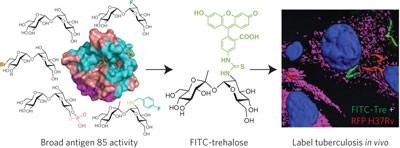 Uptake of unnatural trehalose analogs as a reporter for <i>Mycobacterium tuberculosis</i>