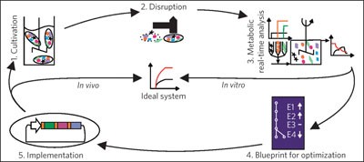 Optimization of a blueprint for <i>in vitro</i> glycolysis by metabolic real-time analysis