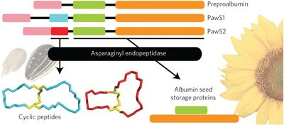 Albumins and their processing machinery are hijacked for cyclic peptides in sunflower