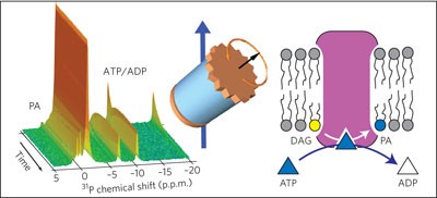 Interfacial enzyme kinetics of a membrane bound kinase analyzed by real-time MAS-NMR