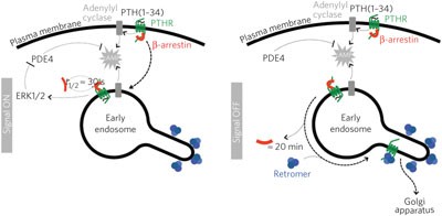 Retromer terminates the generation of cAMP by internalized PTH receptors