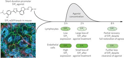 Actions of a picomolar short-acting S1P<sub>1</sub> agonist in S1P<sub>1</sub>-eGFP knock-in mice