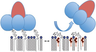 Cholesterol modulates glycolipid conformation and receptor activity