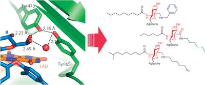 Interception of teicoplanin oxidation intermediates yields new antimicrobial scaffolds