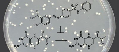 A yeast-based screen reveals that sulfasalazine inhibits tetrahydrobiopterin biosynthesis