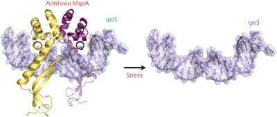 Antitoxin MqsA helps mediate the bacterial general stress response