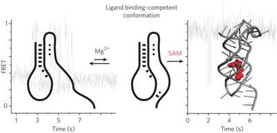 Conformational capture of the SAM-II riboswitch