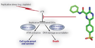 Selective killing of ATM- or p53-deficient cancer cells through inhibition of ATR