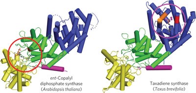 Structure and mechanism of the diterpene cyclase <i>ent</i>-copalyl diphosphate synthase