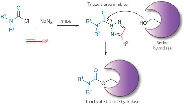 Click-generated triazole ureas as ultrapotent <i>in vivo</i>–active serine hydrolase inhibitors