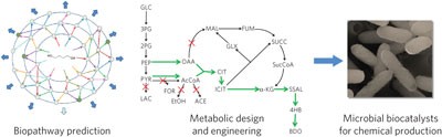 Metabolic engineering of <i>Escherichia coli</i> for direct production of 1,4-butanediol