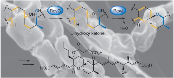 Reveromycin A biosynthesis uses RevG and RevJ for stereospecific spiroacetal formation