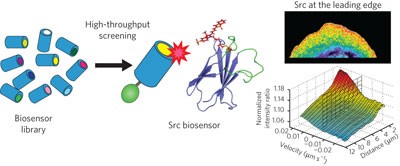 A biosensor generated via high-throughput screening quantifies cell edge Src dynamics