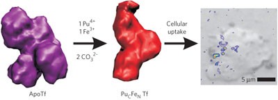 An iron-dependent and transferrin-mediated cellular uptake pathway for plutonium