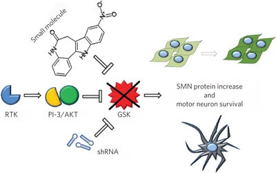 A screen for regulators of survival of motor neuron protein levels
