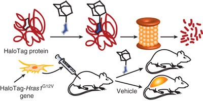 Small-molecule hydrophobic tagging–induced degradation of HaloTag fusion proteins